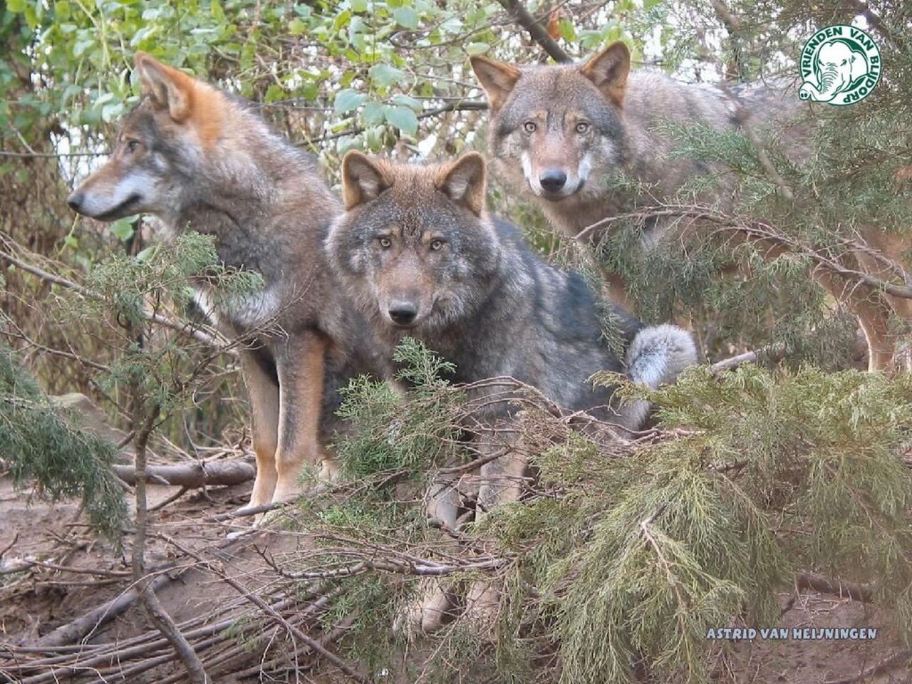 обои 3 wolfs Astrid van heijningen фото