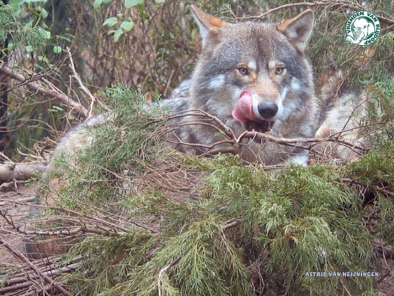 обои One wolf Astrid van heijningen фото