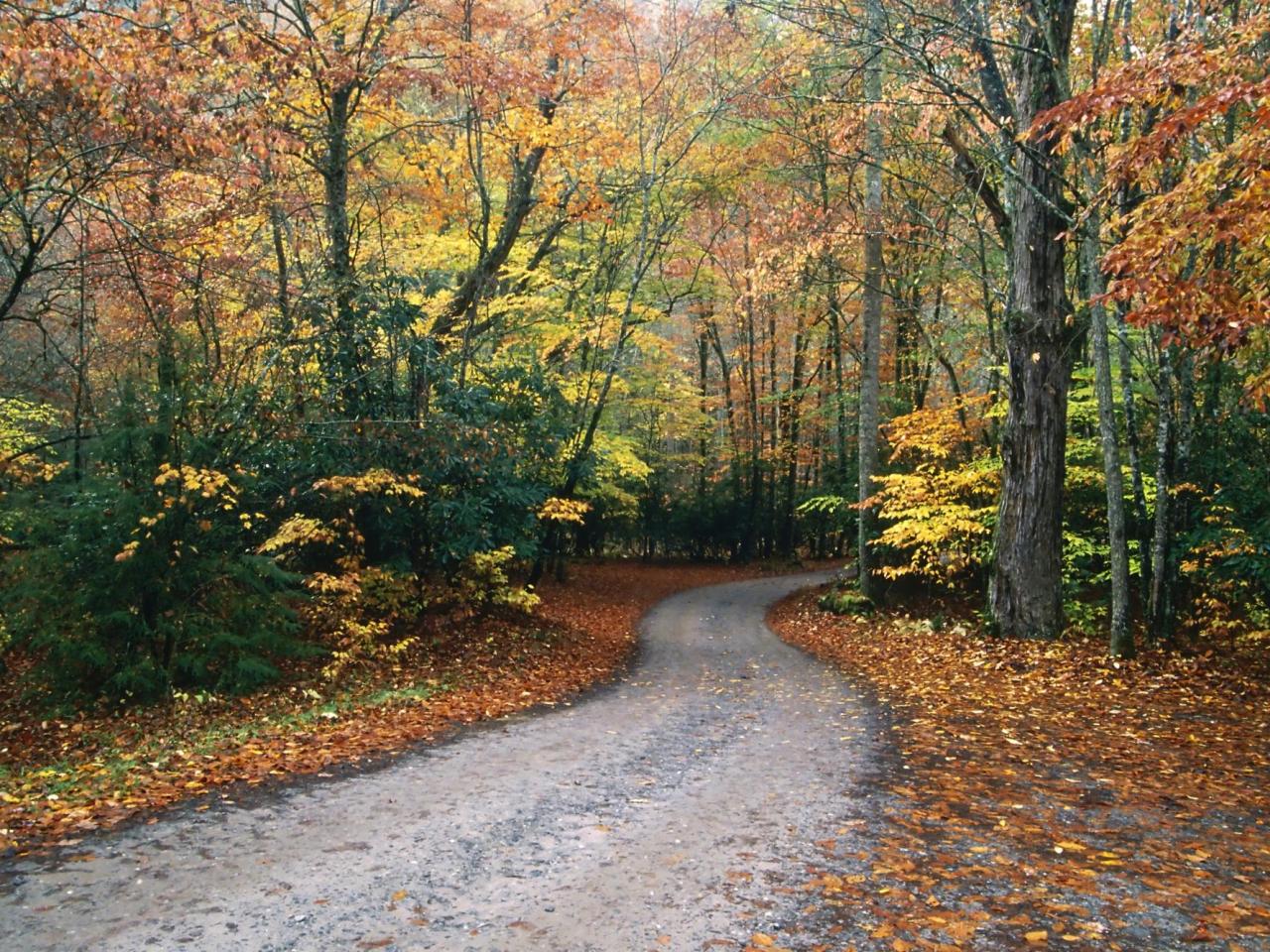 обои Autumn Road фото