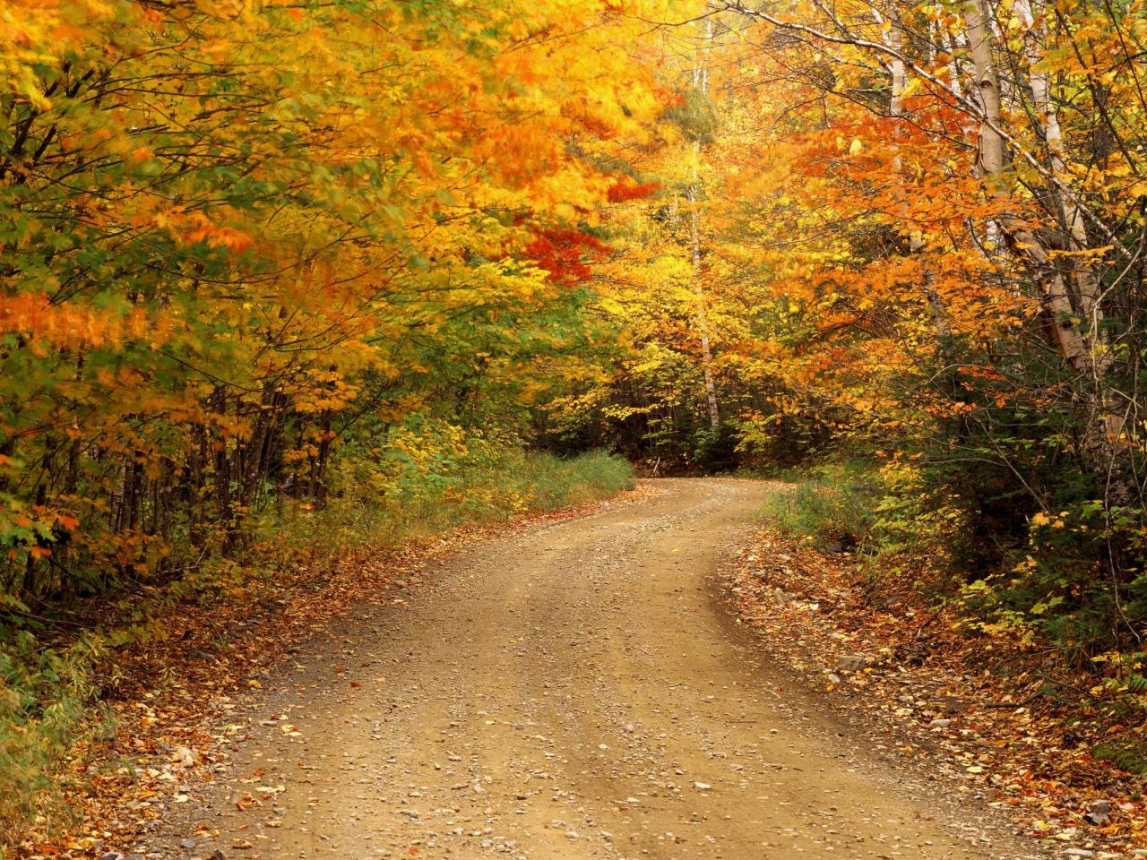 обои Autumn Road in wood фото