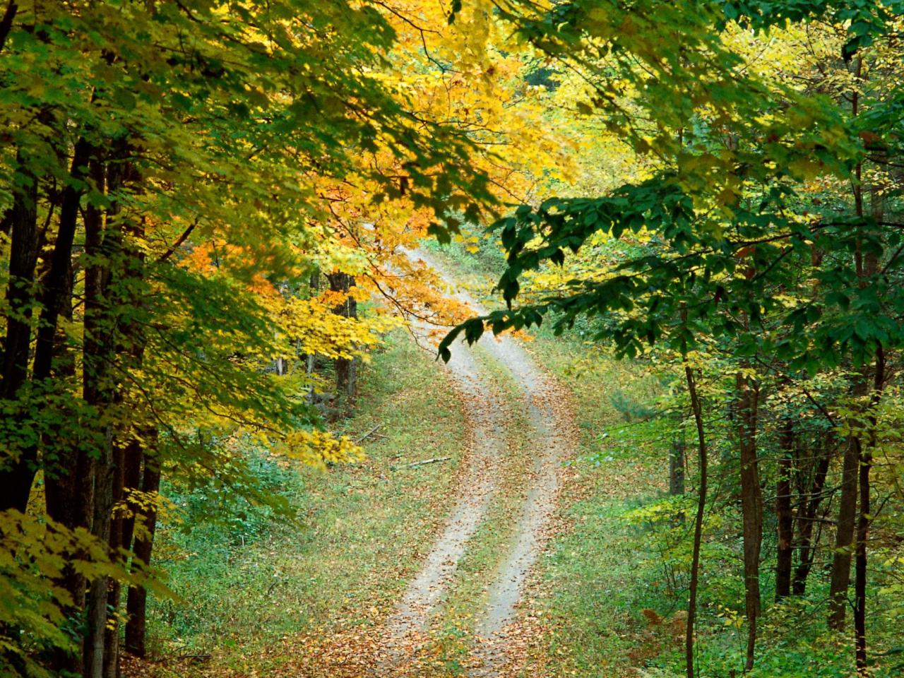 обои Road in wood фото