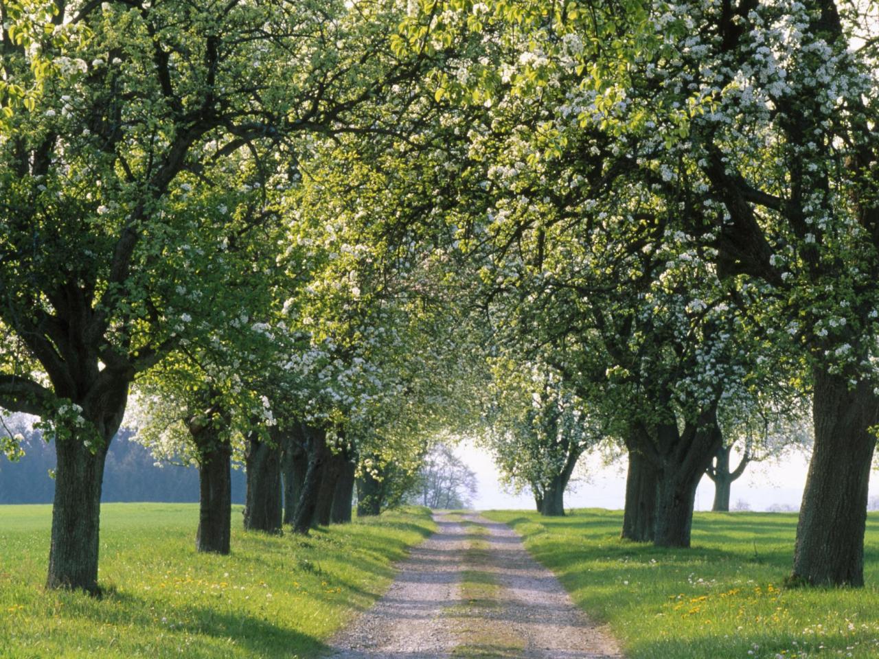 обои Spring Road фото