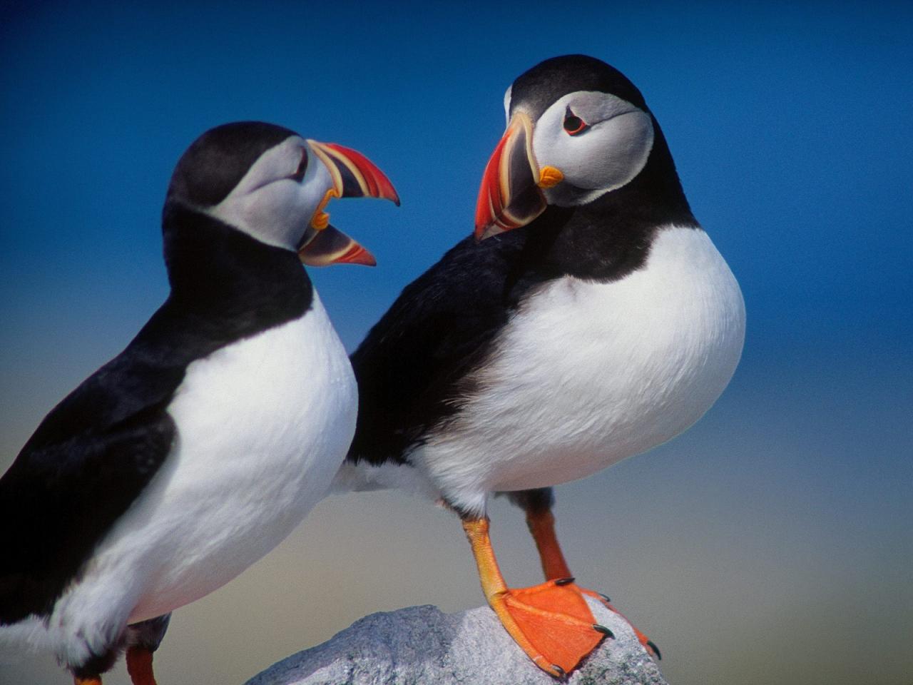 обои A Pair of Puffins фото