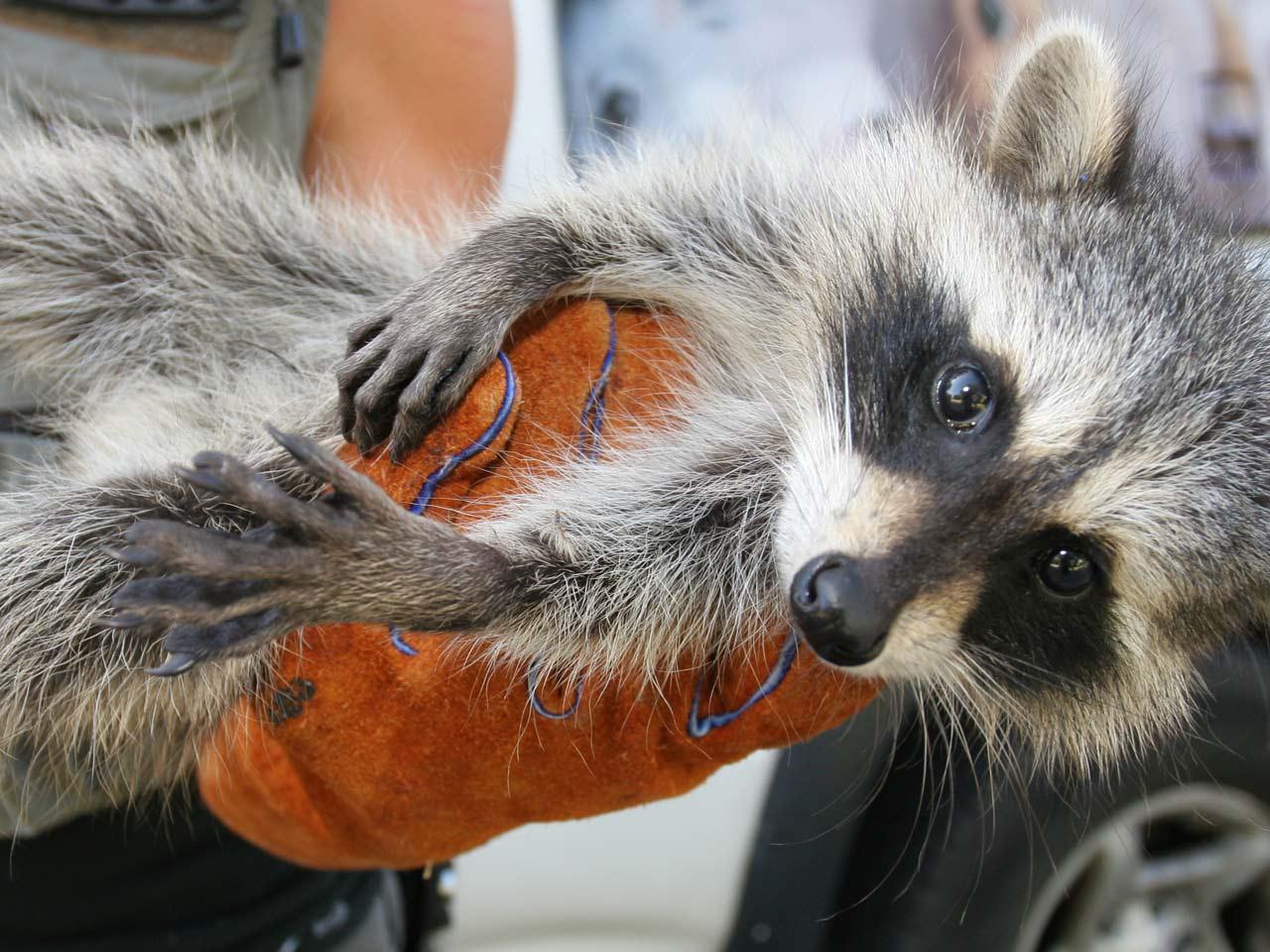 обои Baby raccoon фото