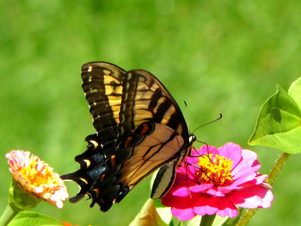 обои Butterfly Papilio Machaon фото