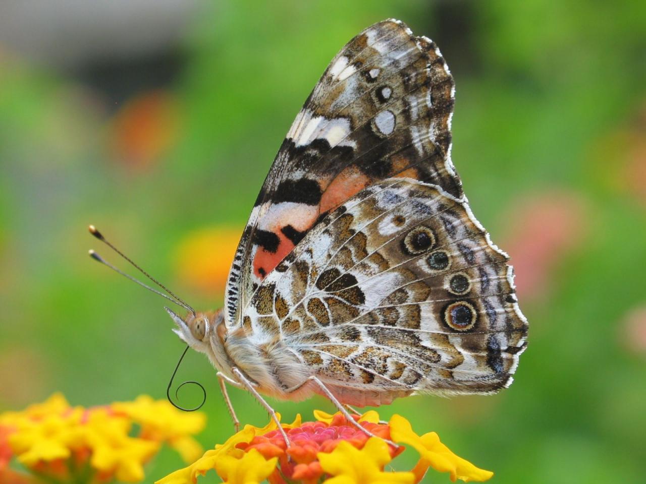 обои Butterfly Riodinidae фото