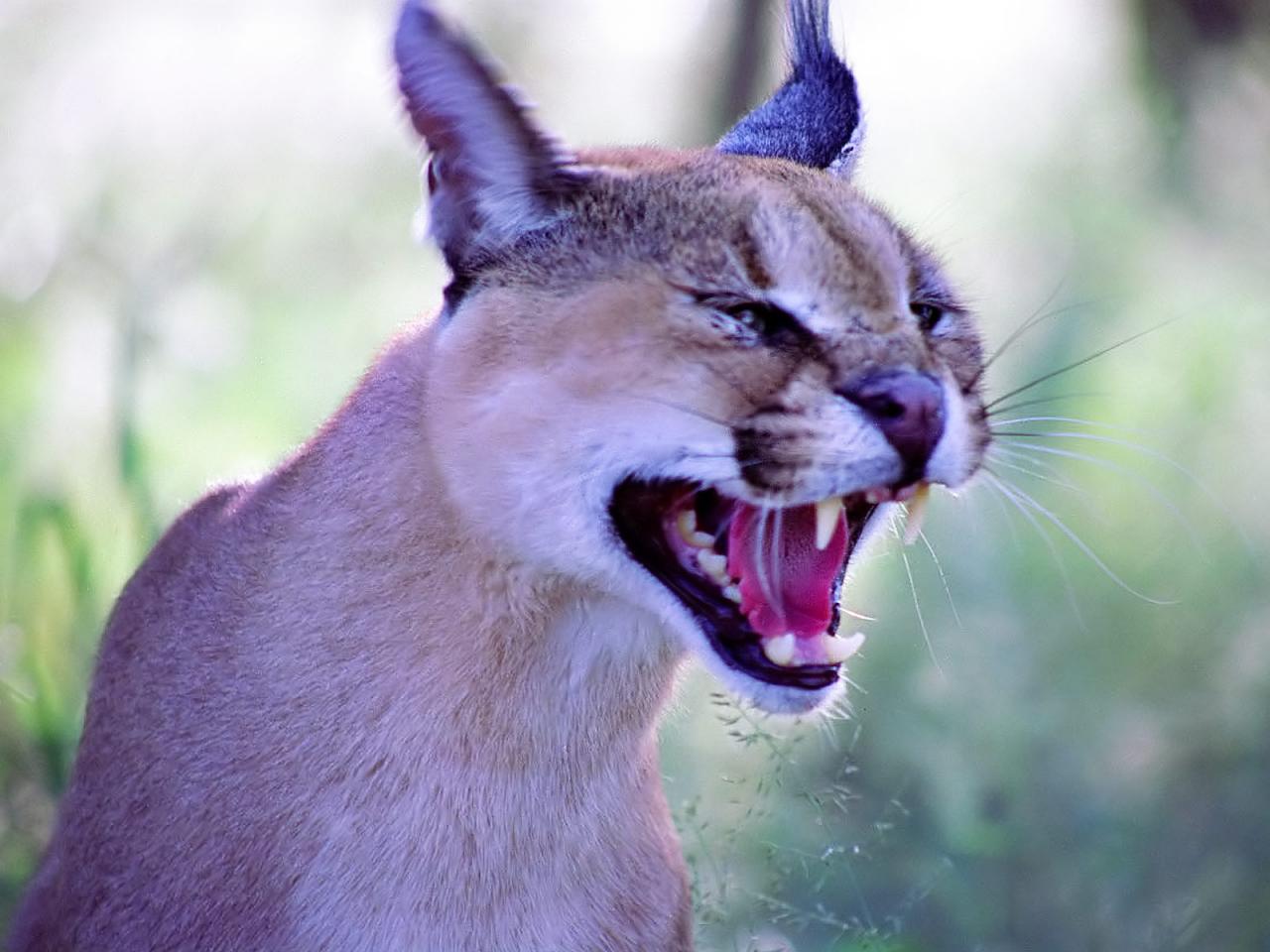 обои Nice caracal фото