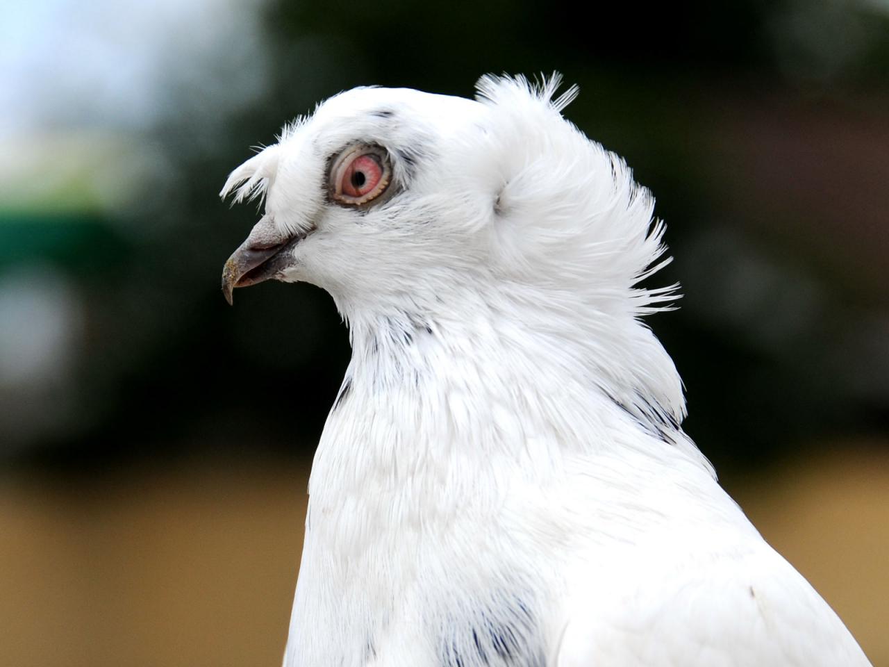 обои Columba livia фото