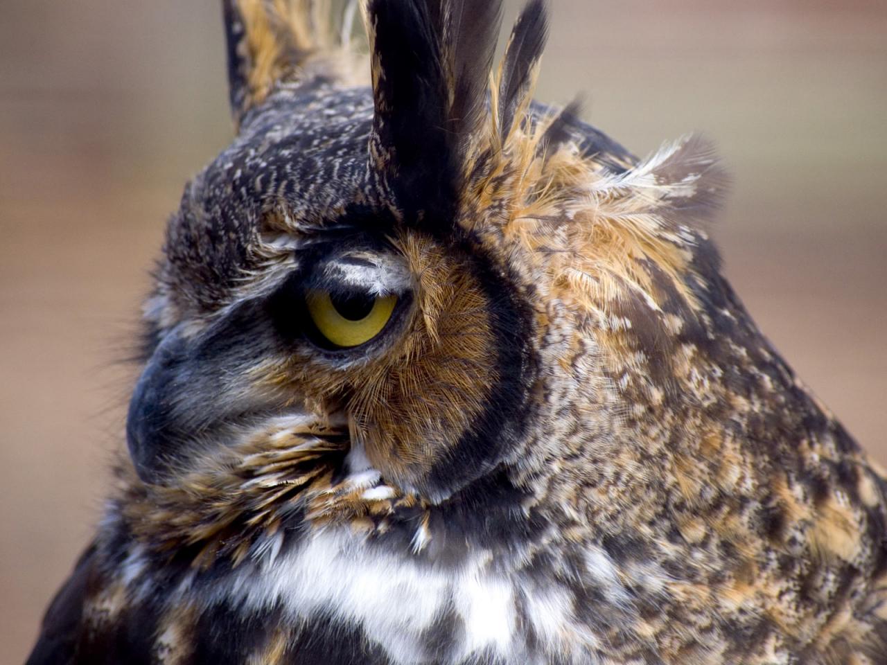 обои Great Horned Owl фото