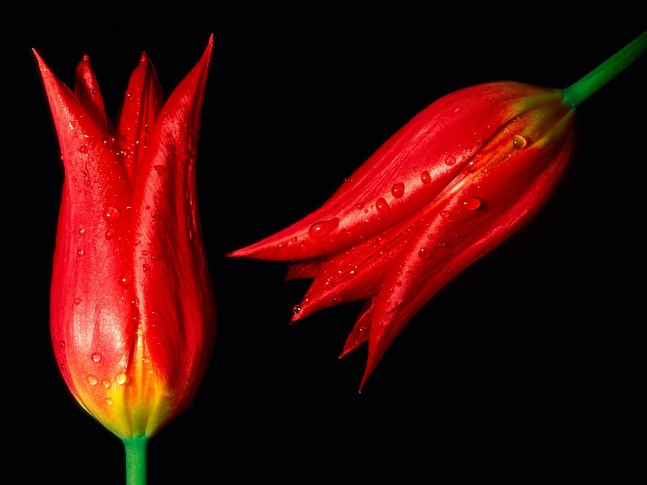 обои Two Red Tulips фото