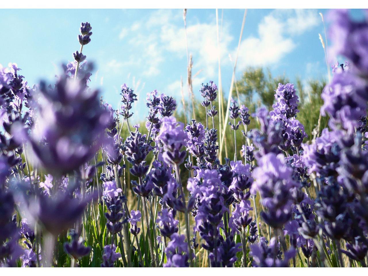 обои The Lavander фото