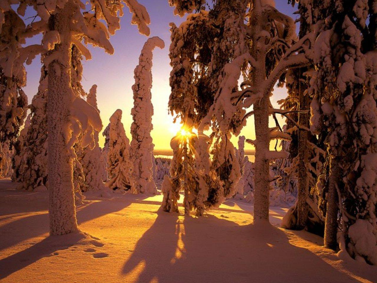 обои Вид на зимний лес фото
