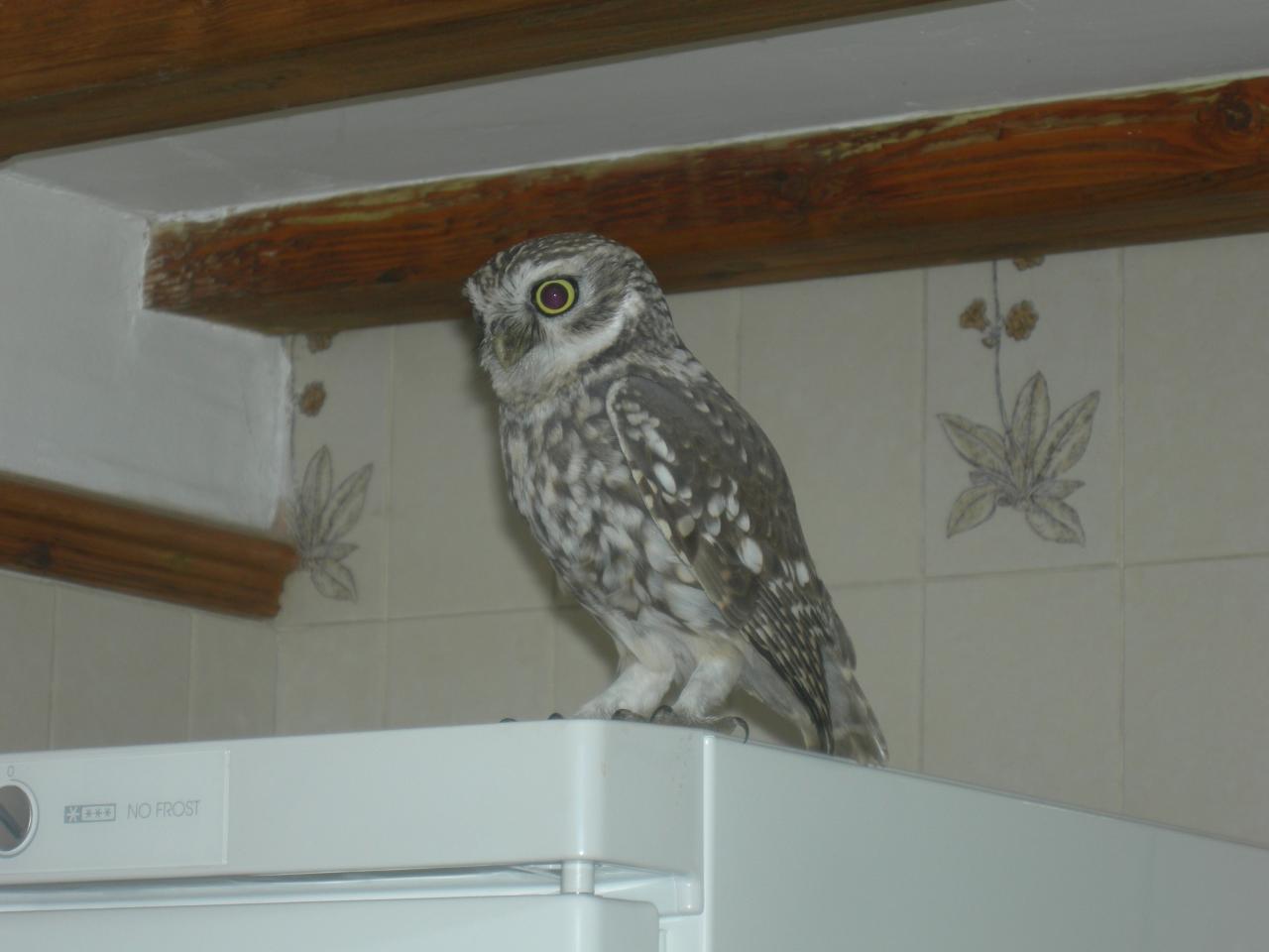 обои Blanching owl фото