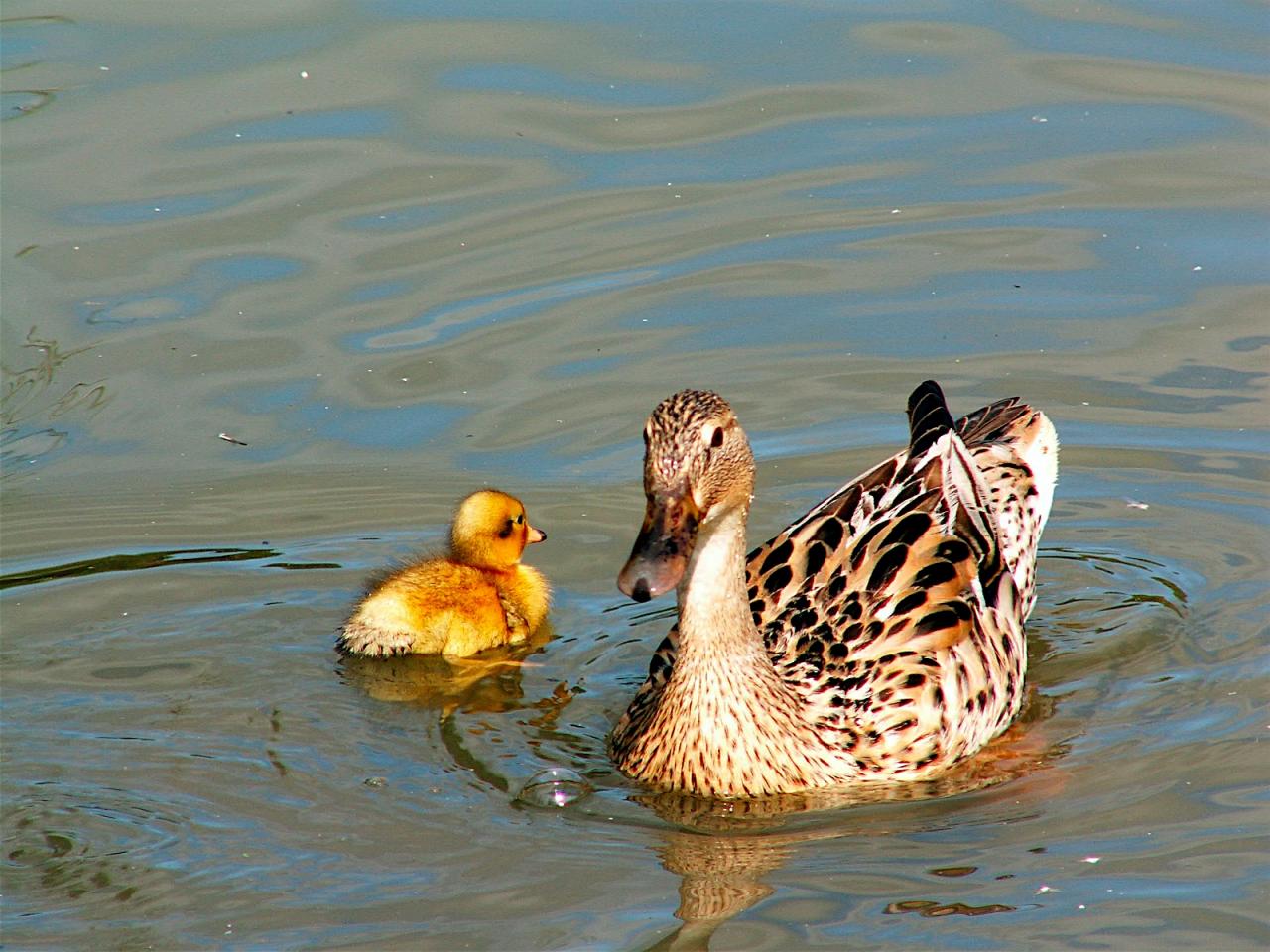 обои Duck with duckling фото