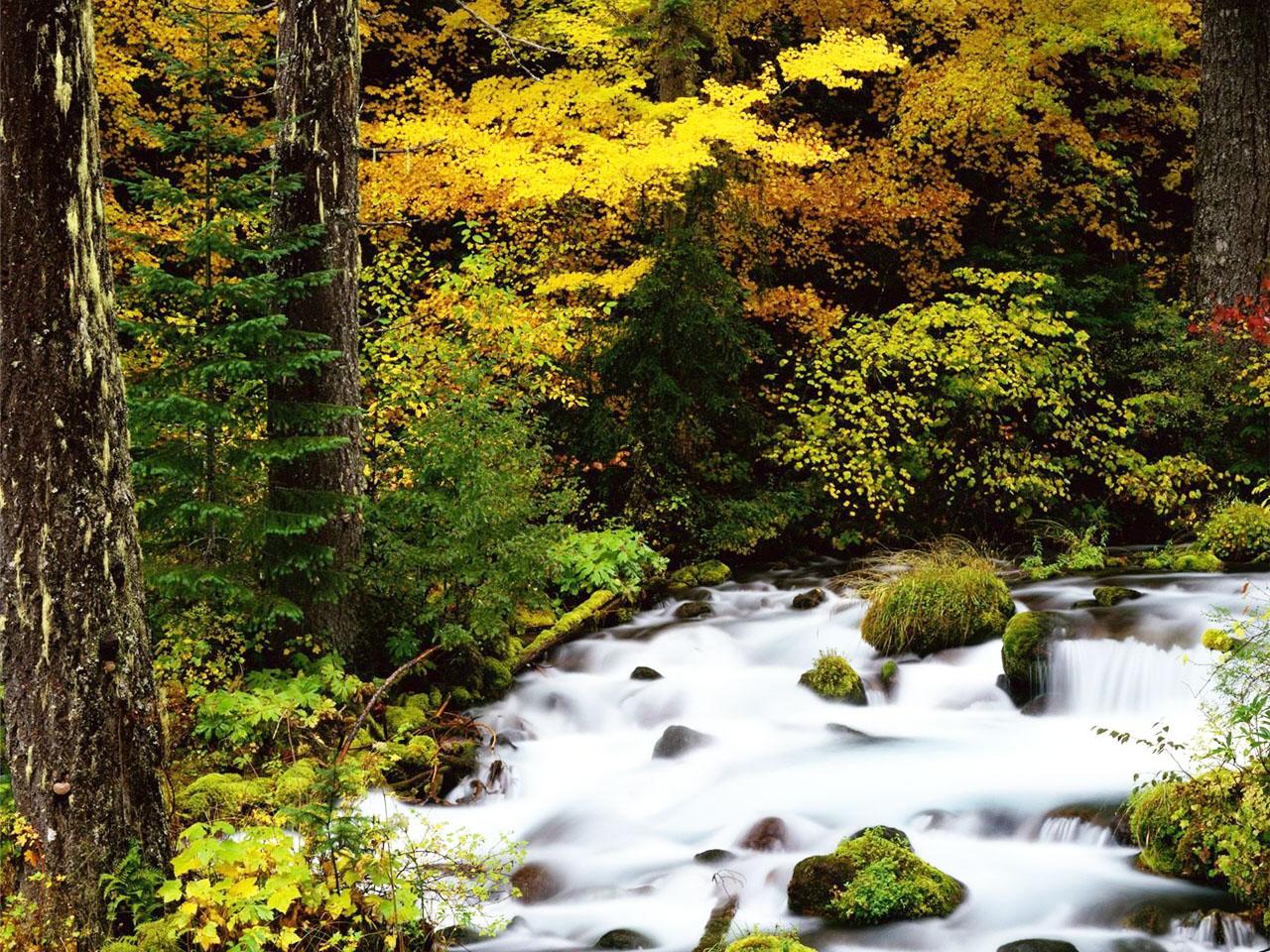 обои Журчание воды лесного осеннего ручья фото