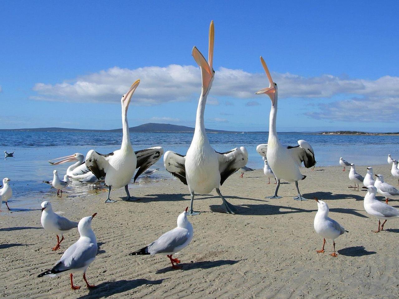 обои Beggars, Pelicans and Seagulls фото