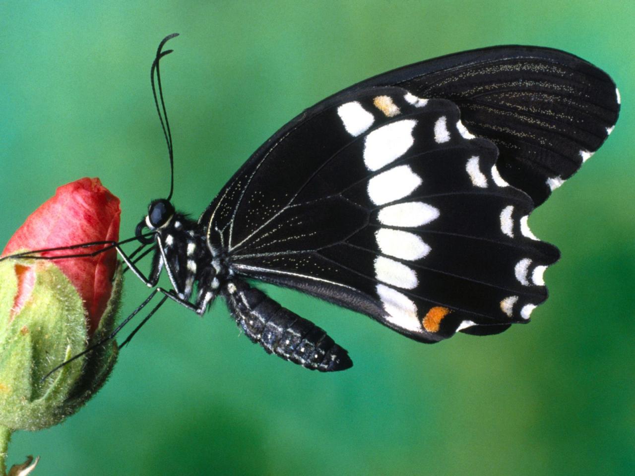 обои Papilio butterfly фото