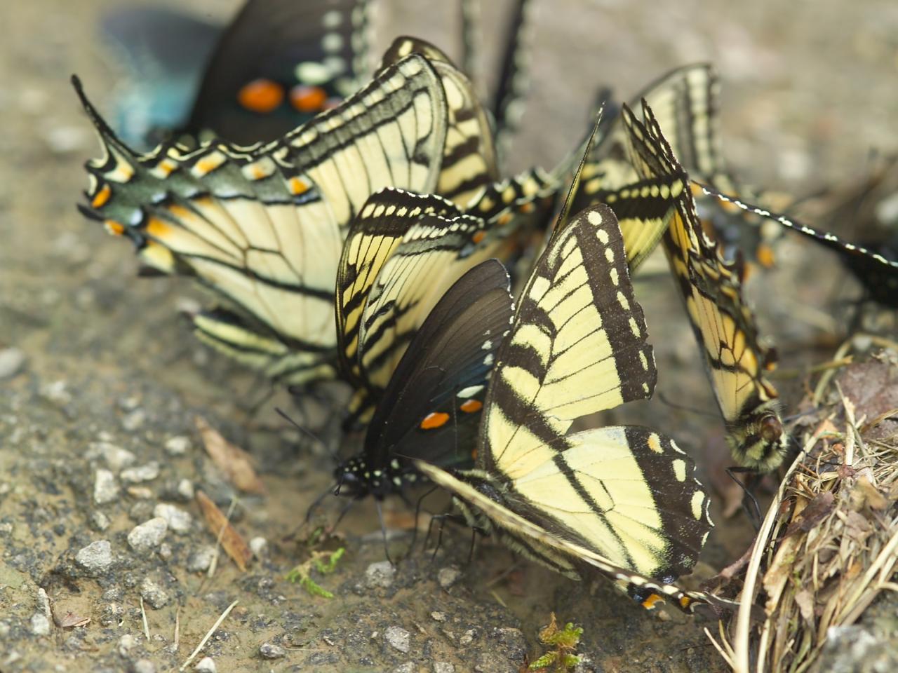 обои Butterfly Riodinidae фото