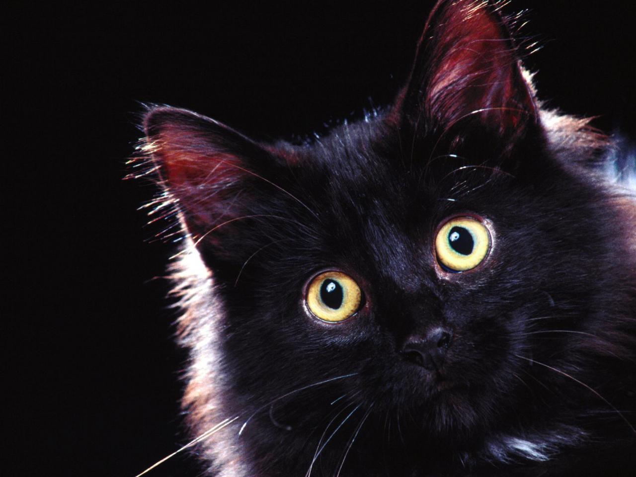 обои Черный кот с большими глазами фото