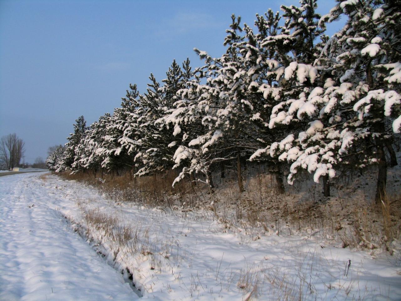 обои Дорога и снег фото