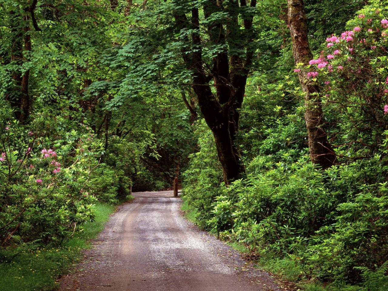 обои Kylemore Wood Road, County Galway, Ireland фото