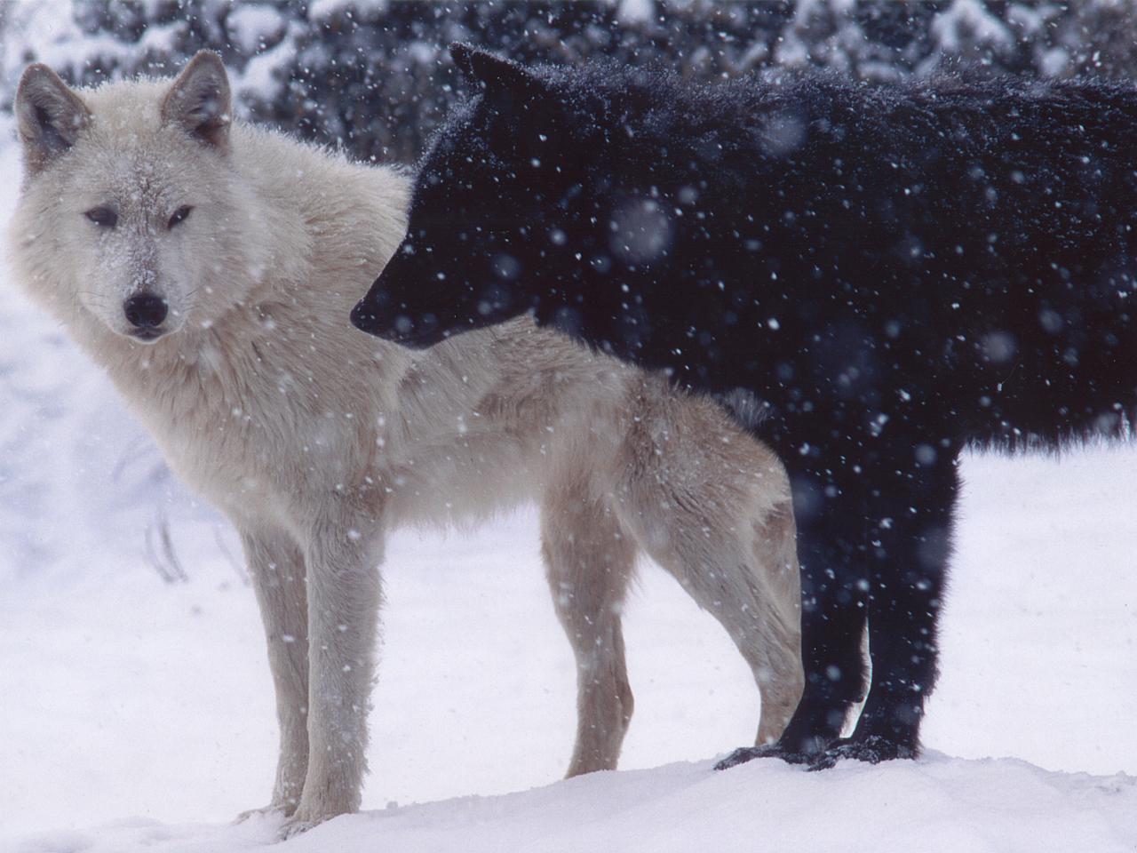 обои Cool Wolf фото