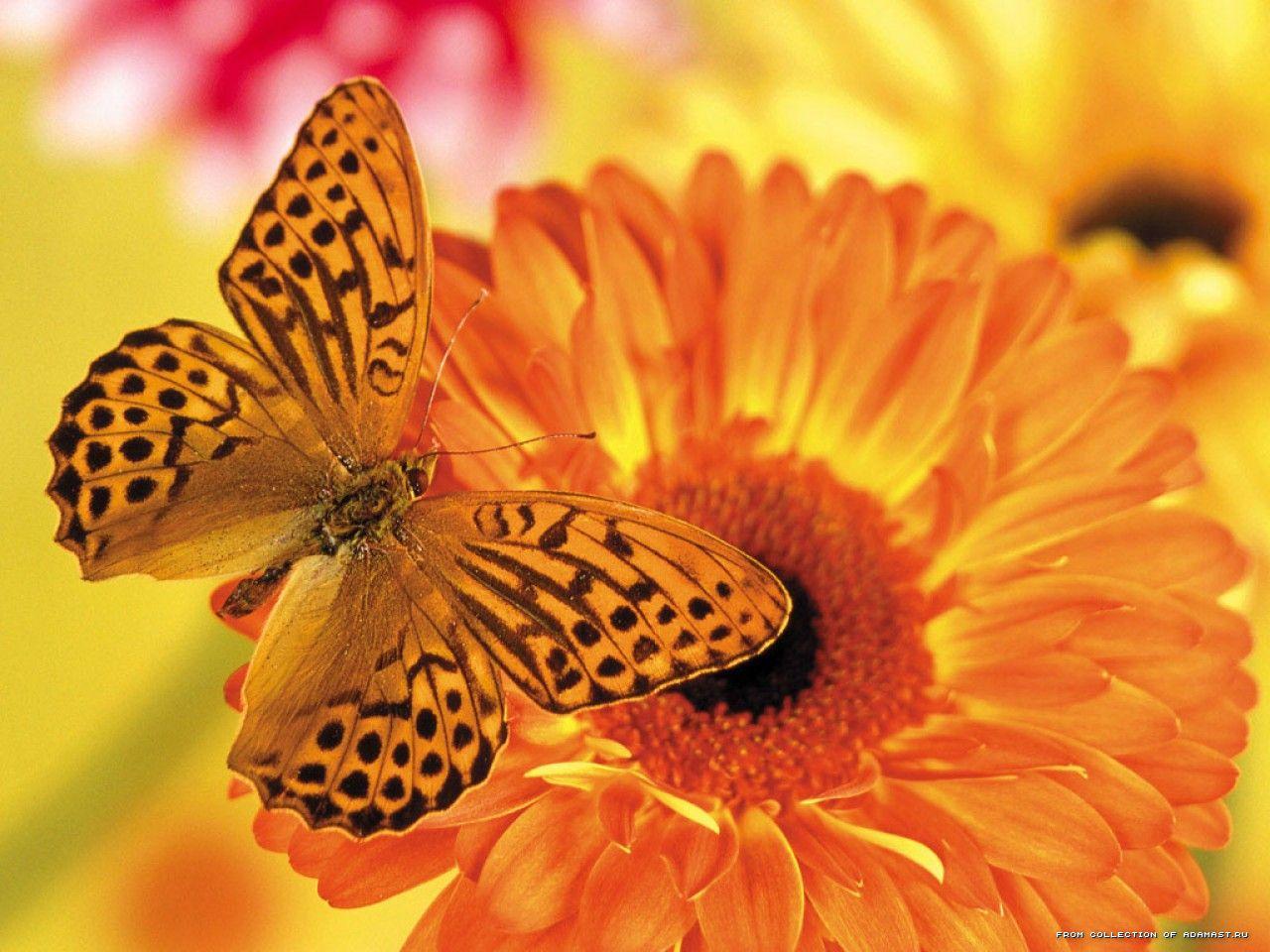 обои Бабочка на цветочке фото