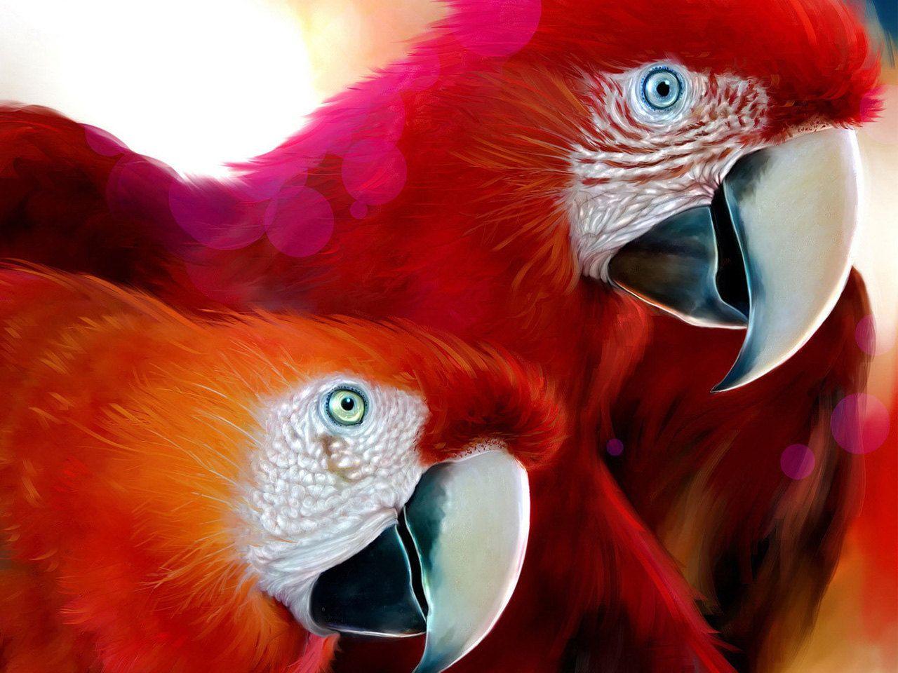обои Попугаи красные фото