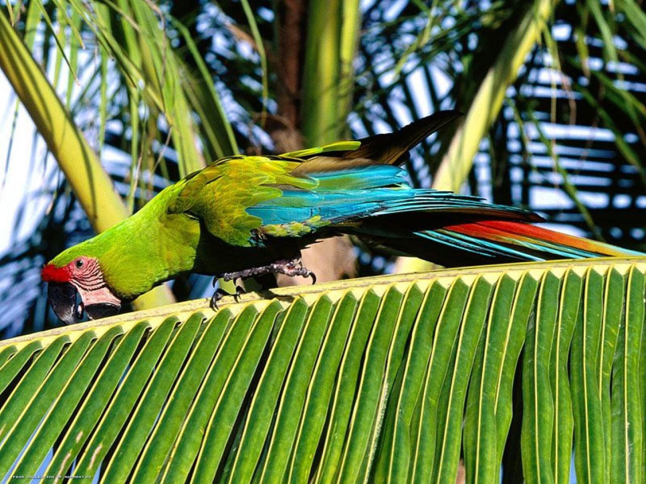 обои Попугай на пальме фото