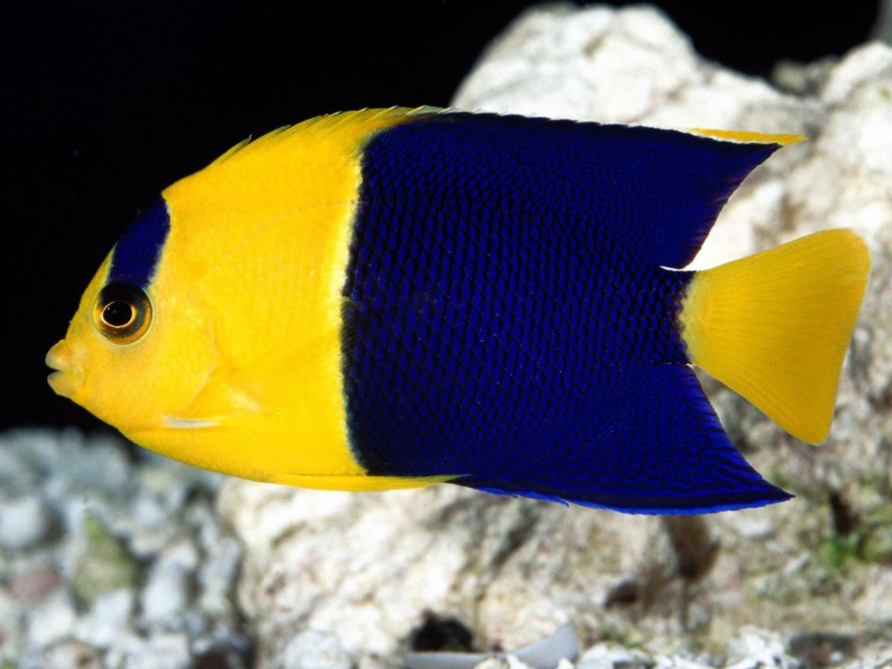 обои Жёлто-синяя рыба фото