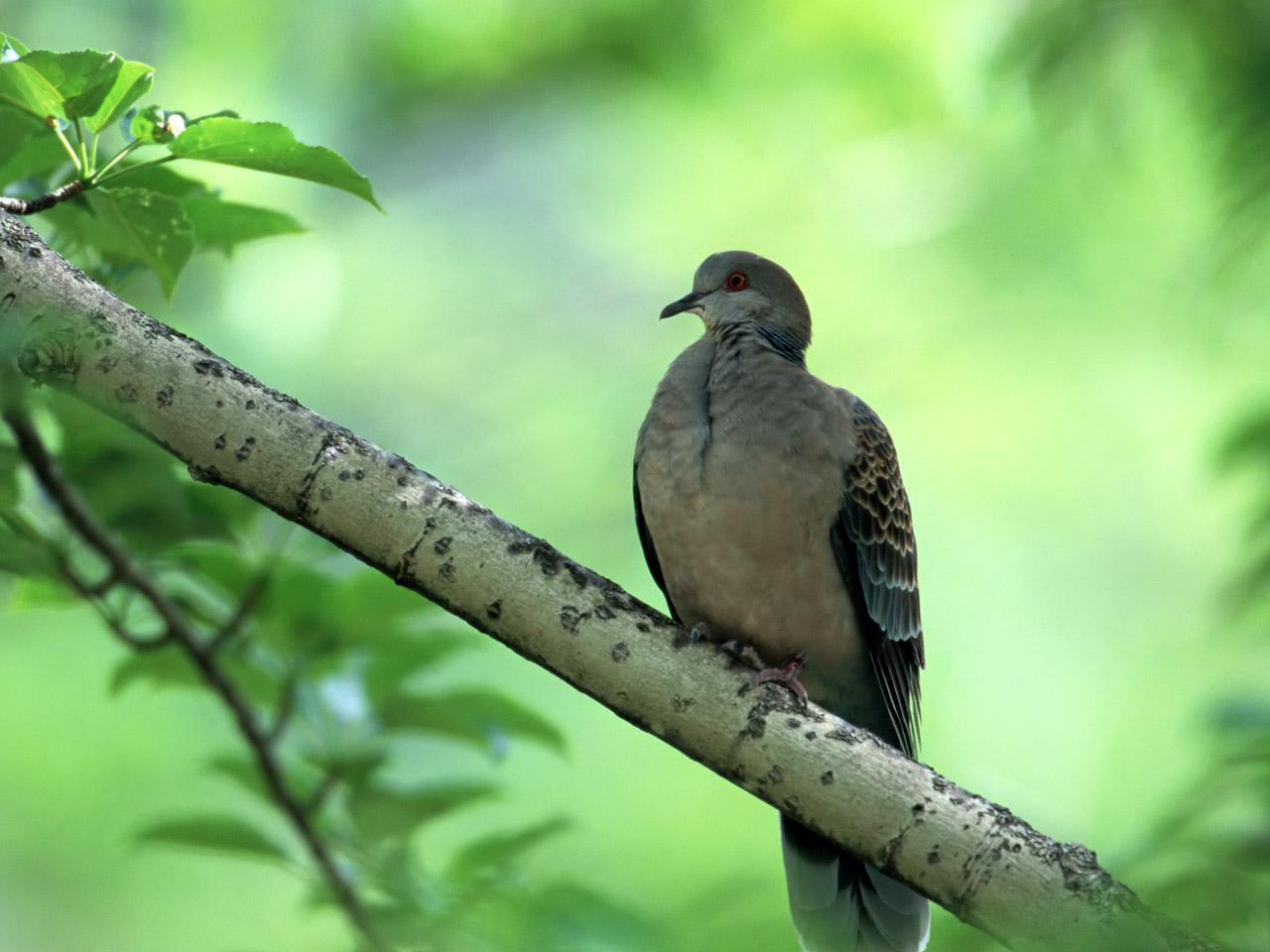 обои Birds Turtle Dove фото