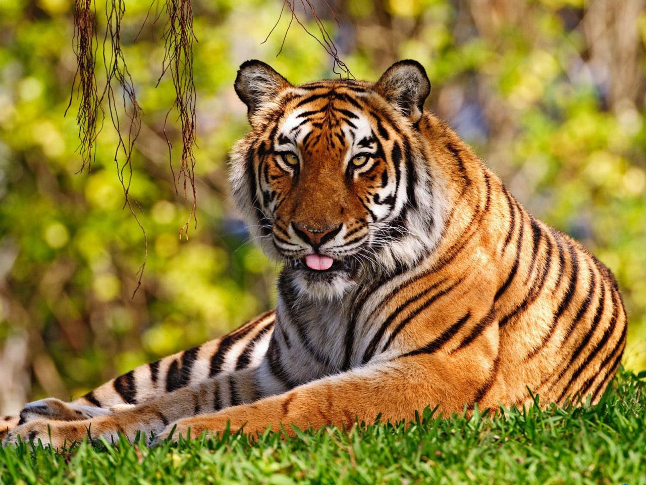 обои Уссурийский тигр фото