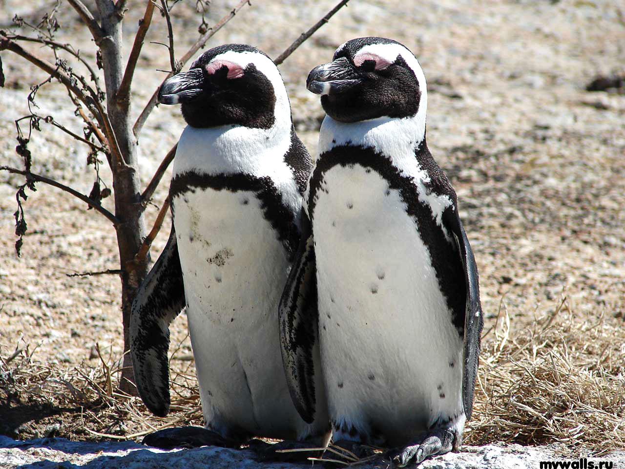 обои Влюбленные пингрвины фото