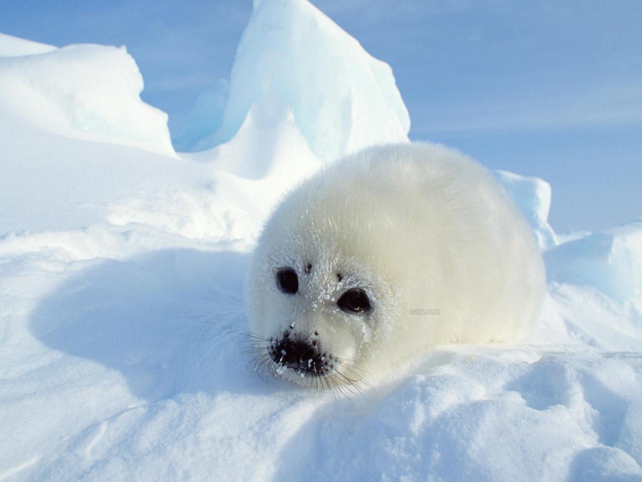 обои Sea  Dog фото