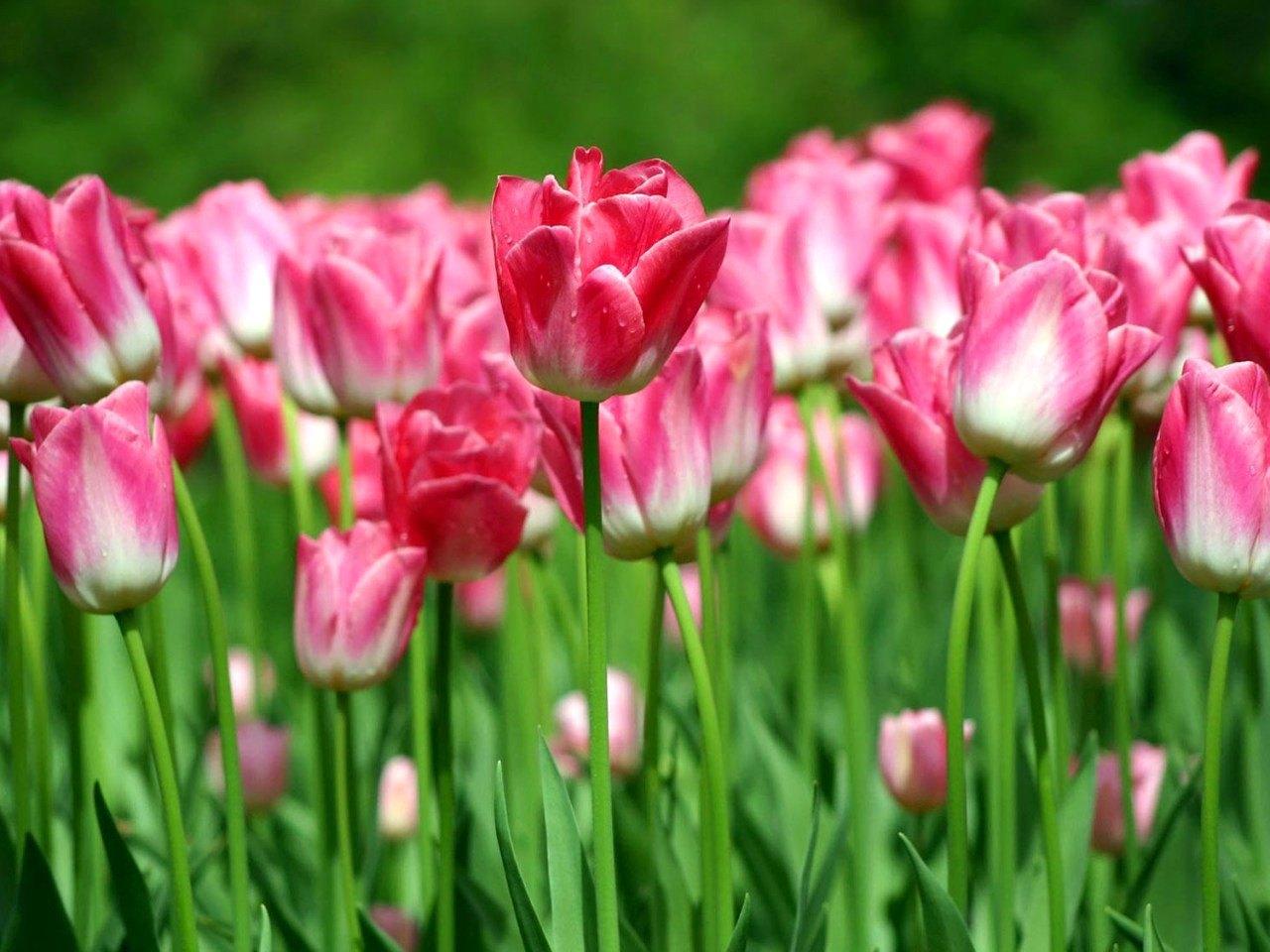 обои Ярко-розовые тюльпаны фото