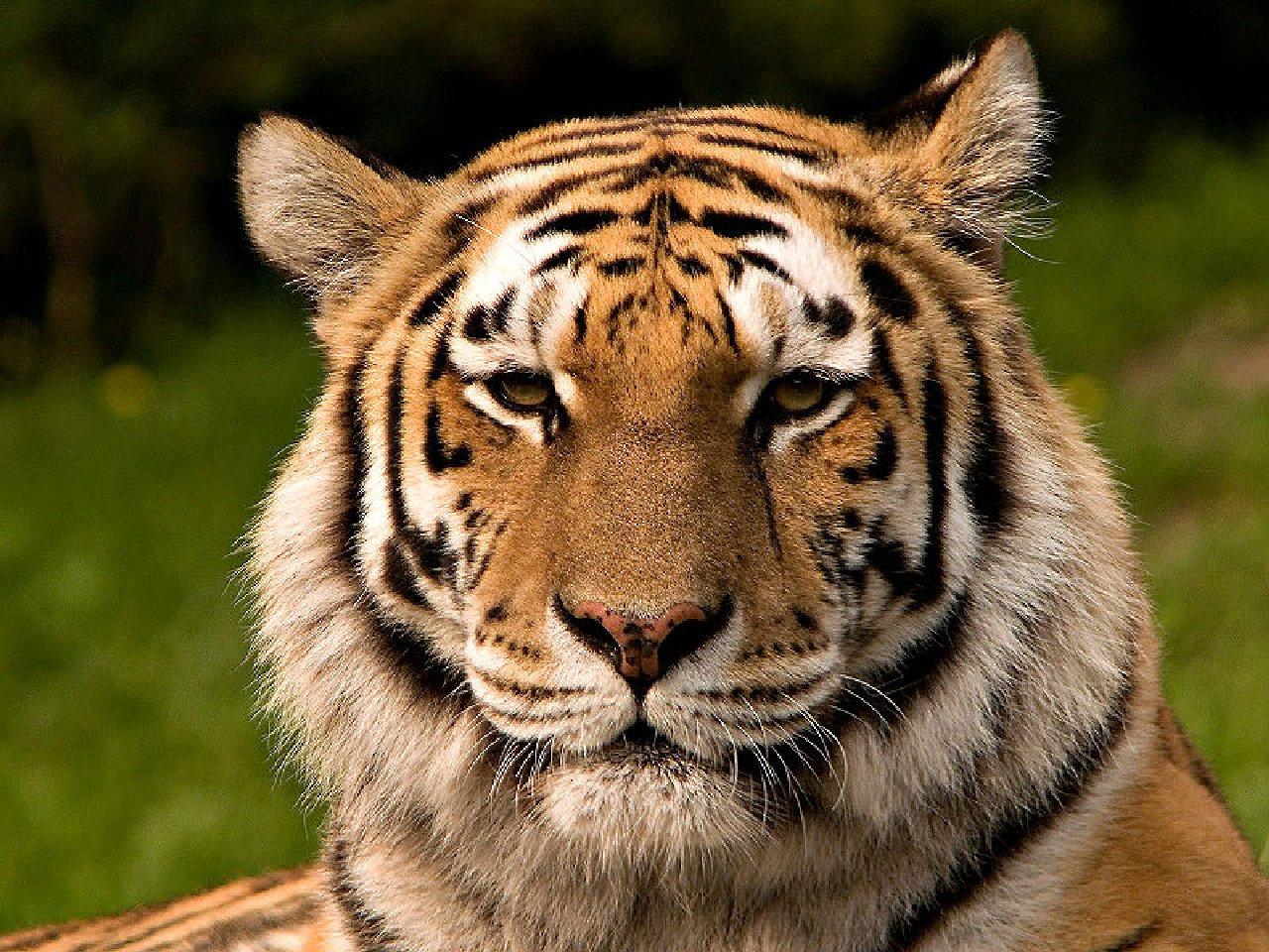обои Уссурийский тигр фото