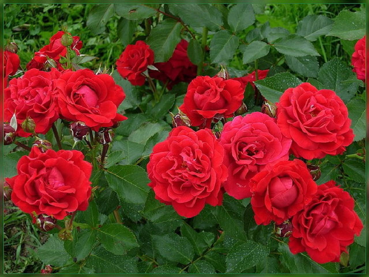 обои Красные розы фото