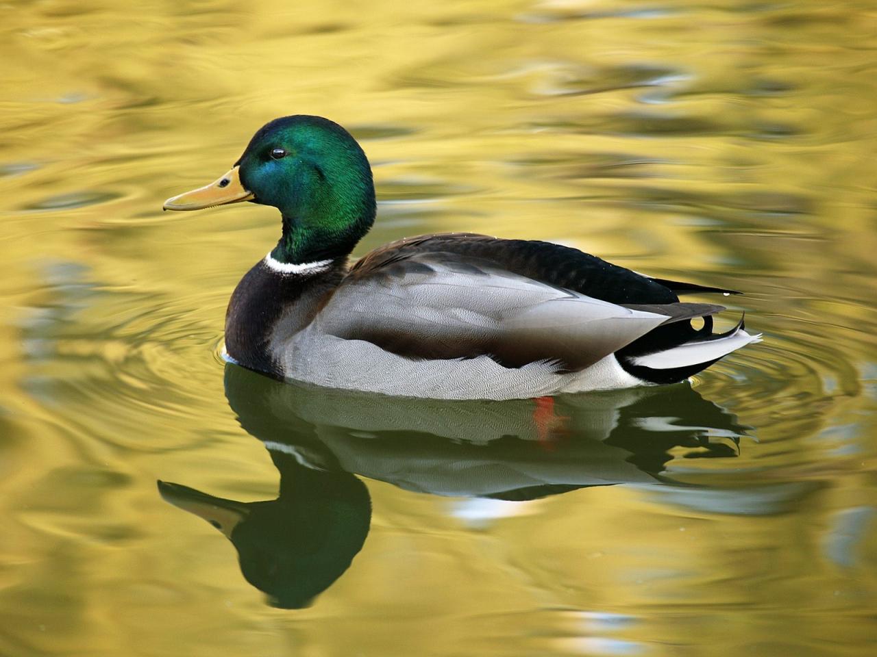 обои On Golden Pond фото