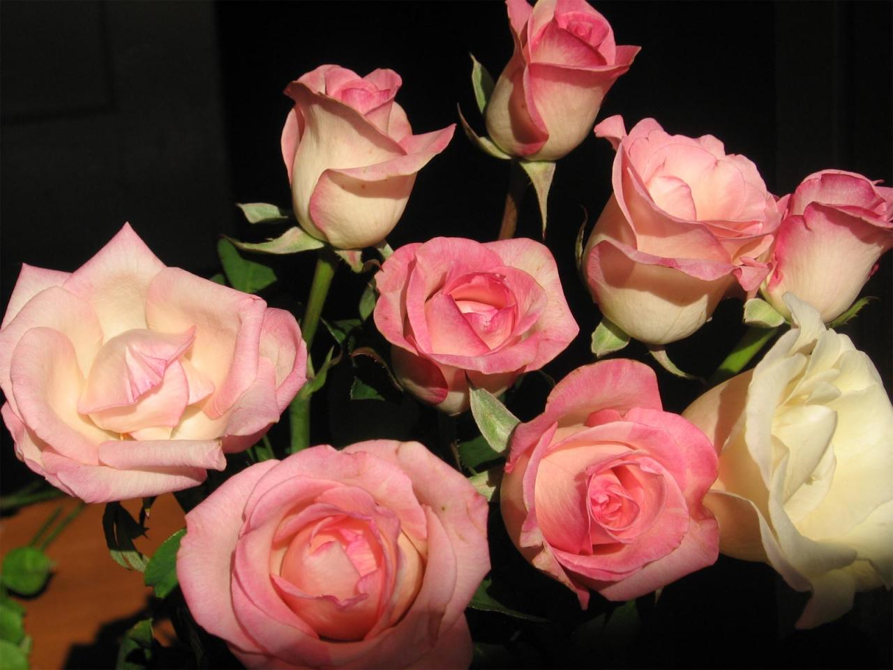 обои Розовые розы фото
