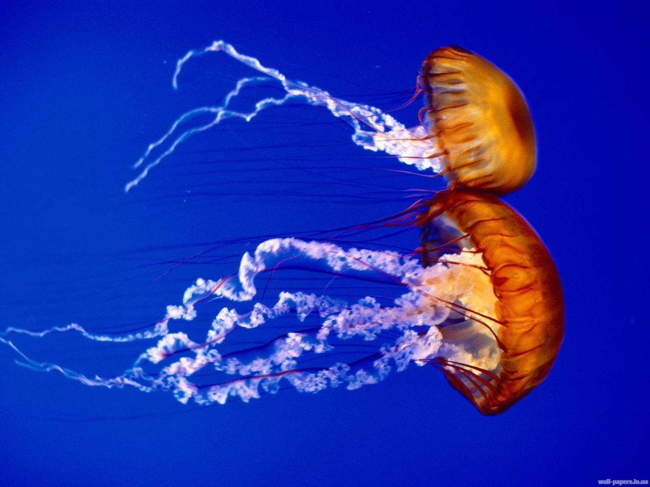 обои Медузы в океане фото