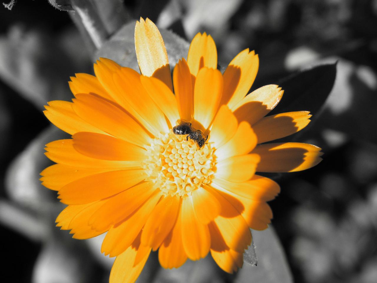 обои Пчёлка на оранжевом цветке фото