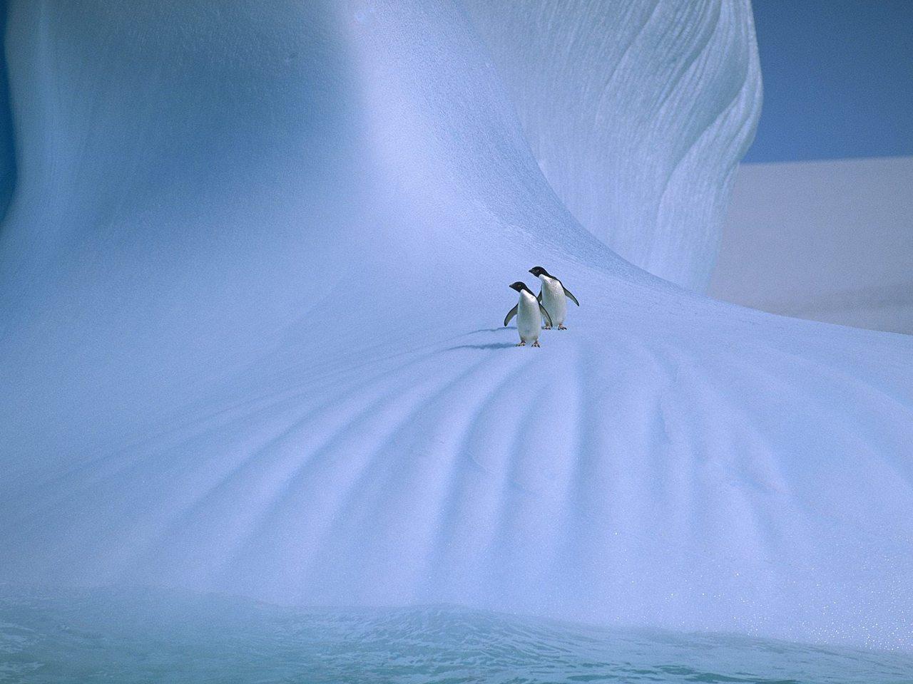 обои Пингвины на красивом льду фото