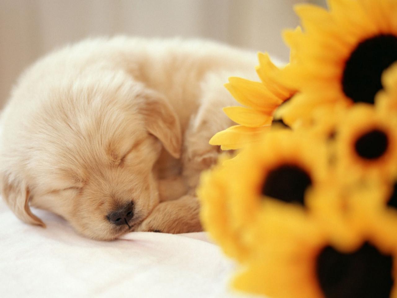 обои Sleeping Puppy фото