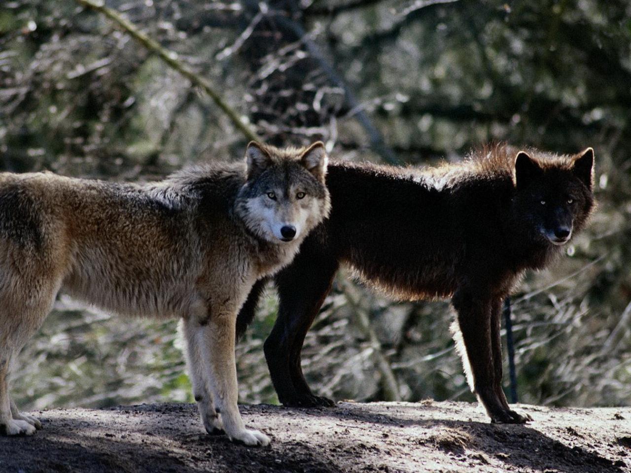обои Молодые волки фото