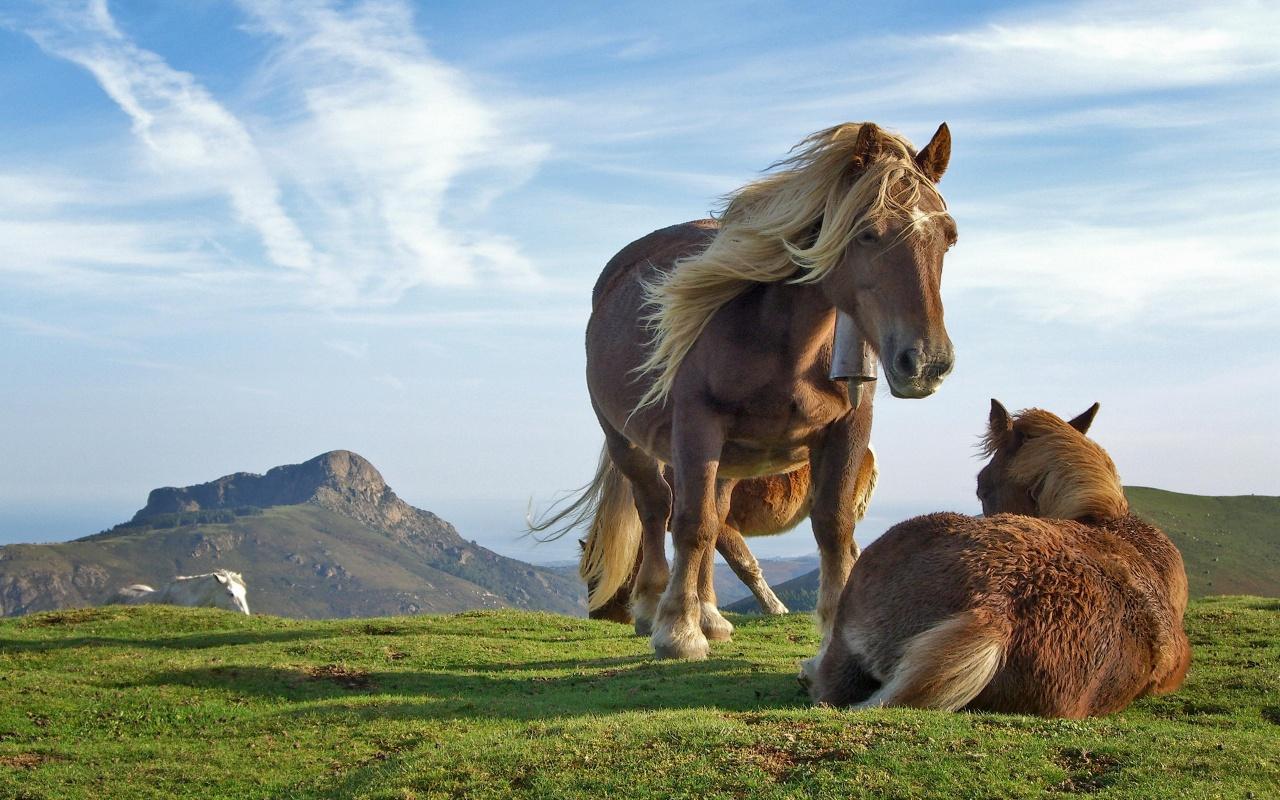 обои Лошади на природе фото
