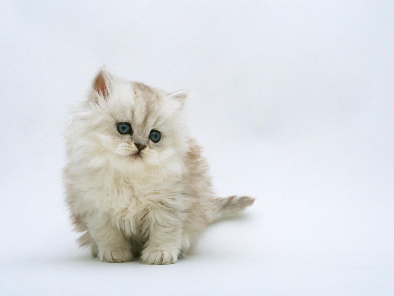 обои Белый голубоглазый котенок фото