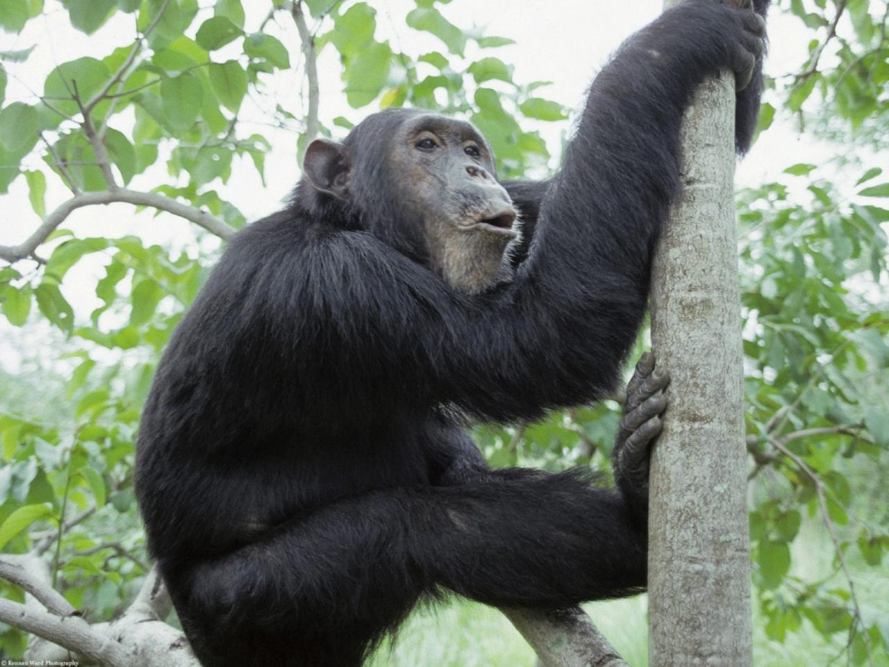 обои Шимпанзе на ветке фото