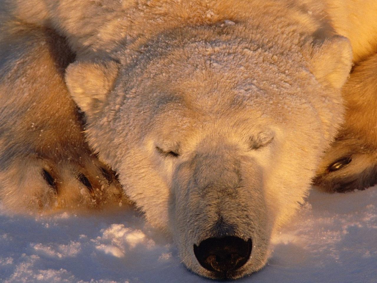 обои Белый медведь спит фото