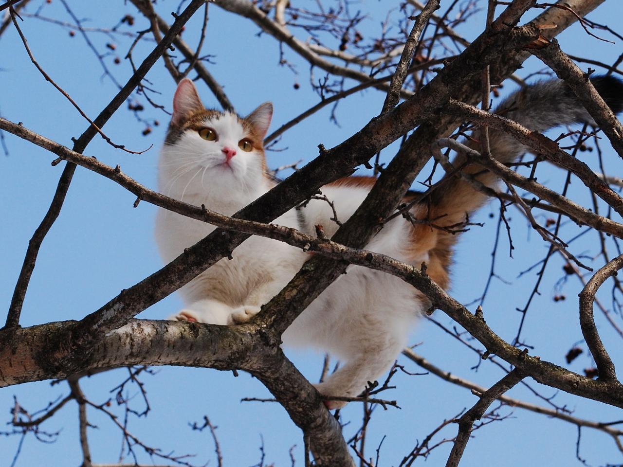 обои Кошка на дереве фото