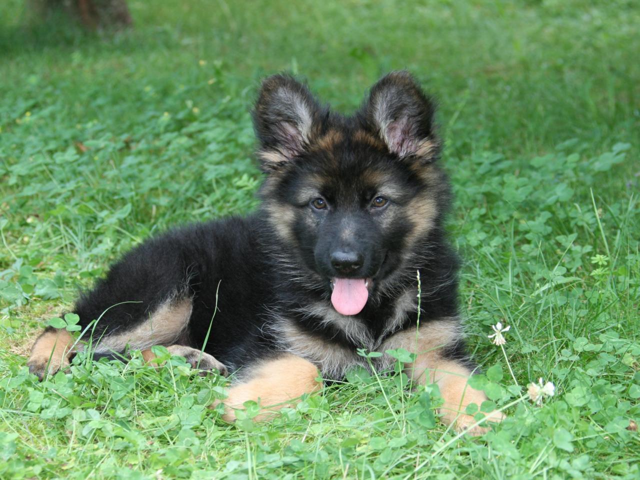 обои Puppy in grass фото